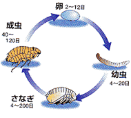 ノミサイクルイラスト.gif