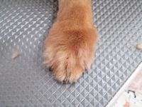 20110604ぴょこ縮2.jpg